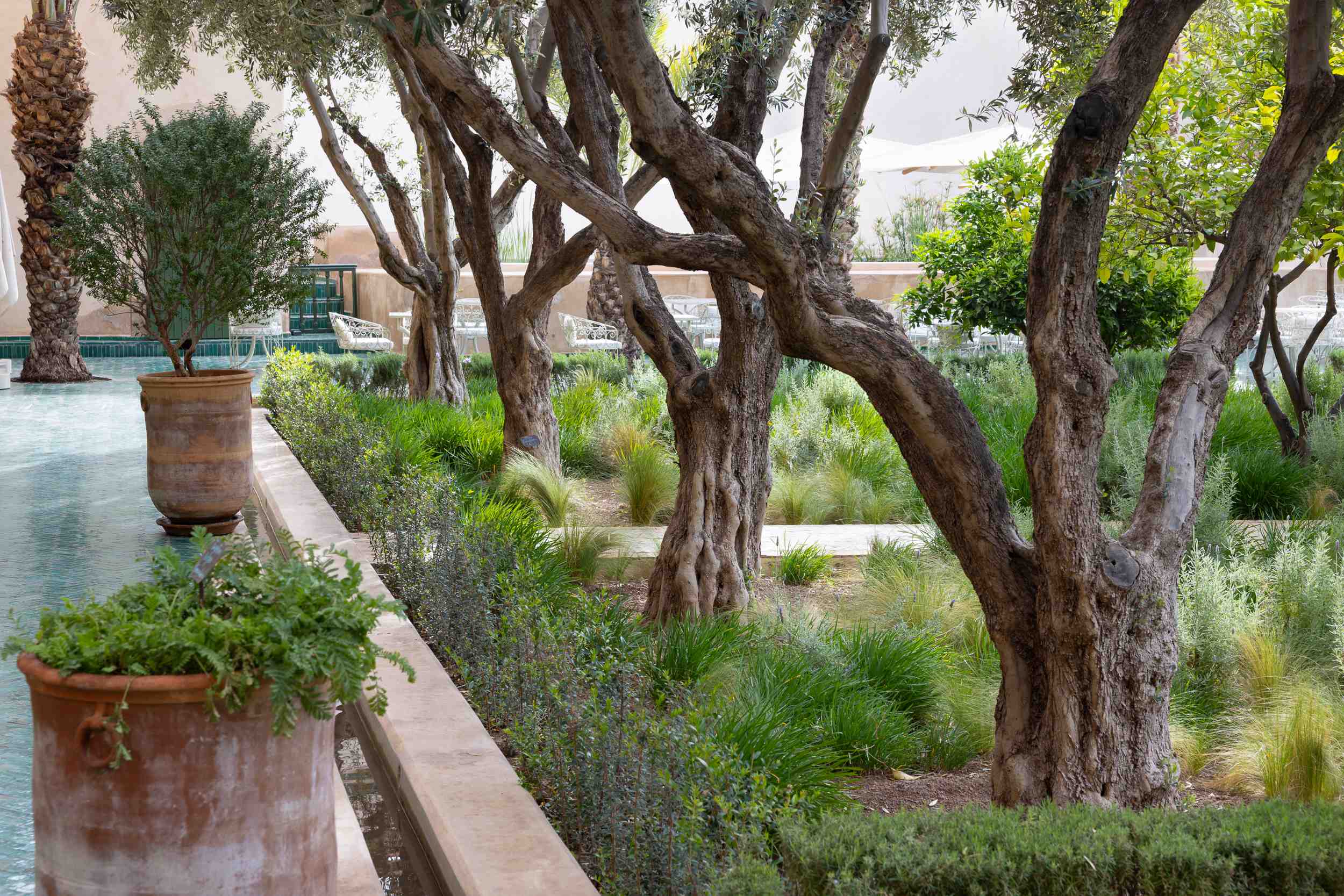 Guide des plantes : La flore exotique et méditerranéenne de Marrakech